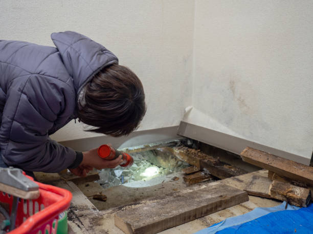 Best Mold Documentation for Insurance Claims  in Silver Spring, MD